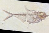 Diplomystus Fossil Fish - Wyoming #81456-1